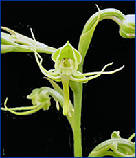 Foto / Photo: L. Menini Neto