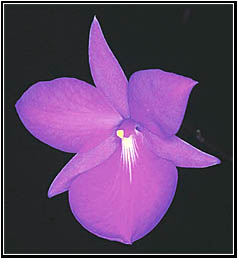 Foto/Photo: Cássio Van den Berg